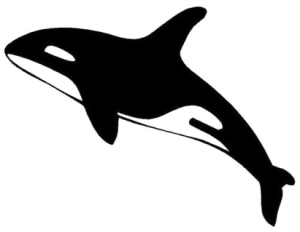 Killer whale PNG-71268